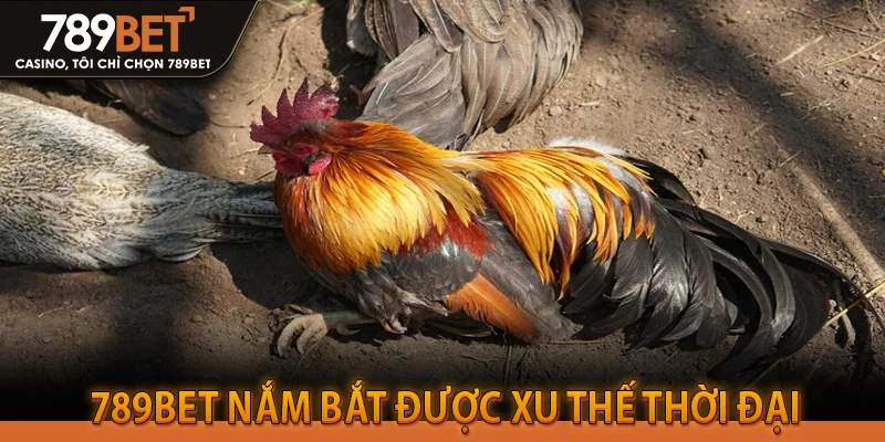 789BET nắm bắt được xu thế thời đại và cho ra đời ứng dụng đá gà trực tiếp trên di động