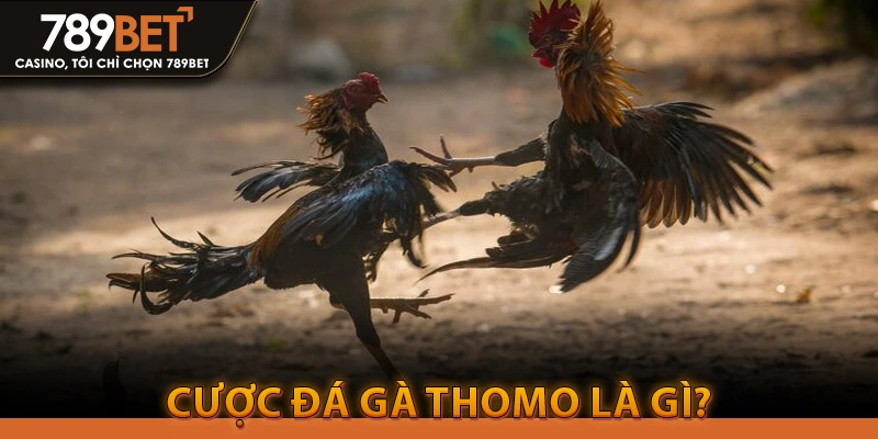 Cược đá gà thomo là gì?