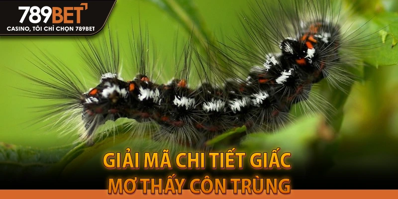 Giải mã chi tiết giấc mơ thấy côn trùng