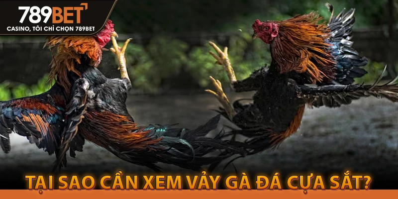 Tại sao cần xem vảy gà đá cựa sắt?