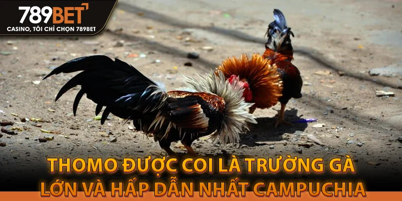 Thomo được coi là trường gà lớn và hấp dẫn nhất Campuchia